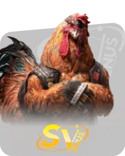 Cock Fight